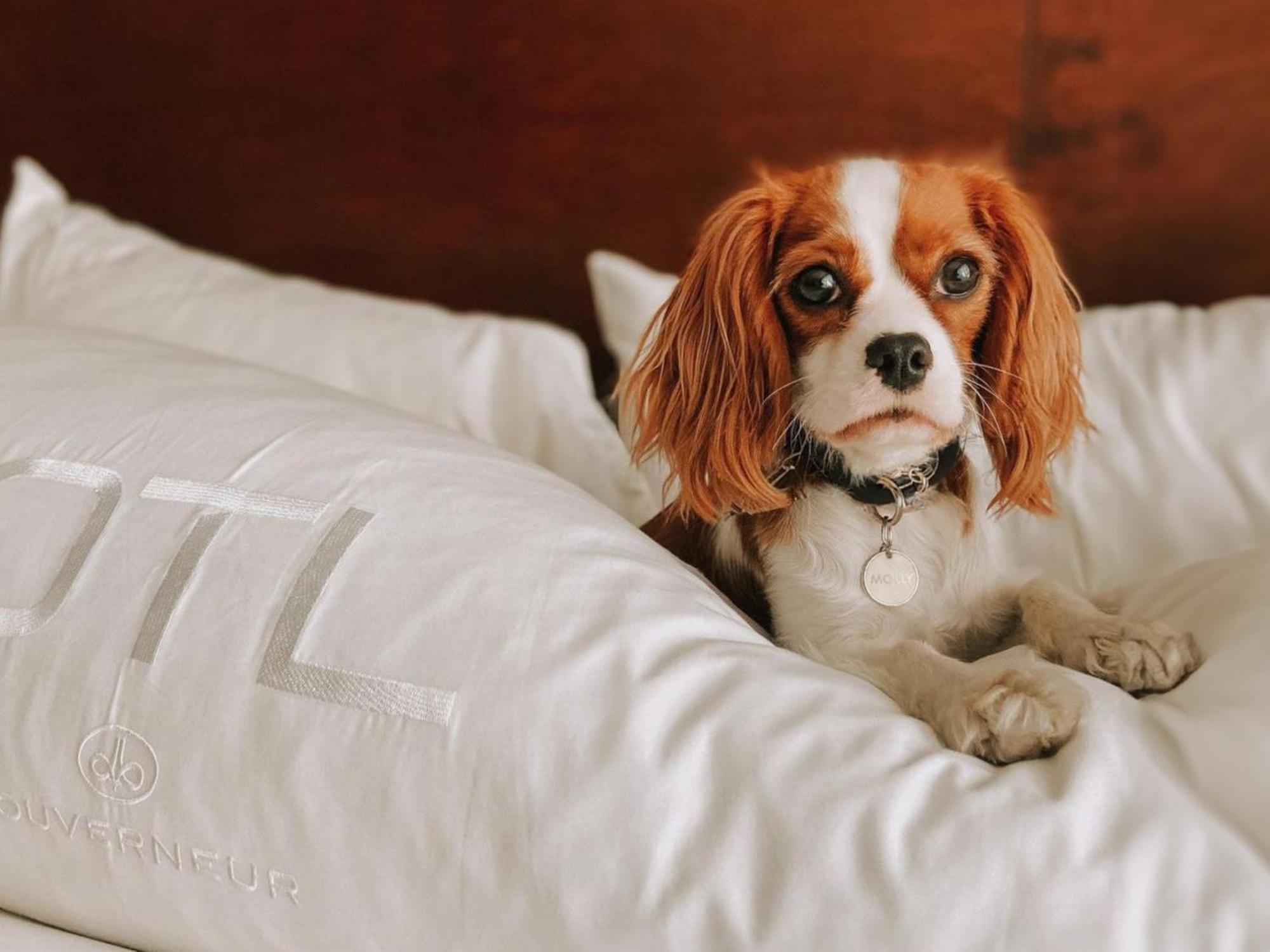 Otl Gouverneur Сагеней Экстерьер фото A dog on a bed